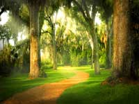 Path through trees.